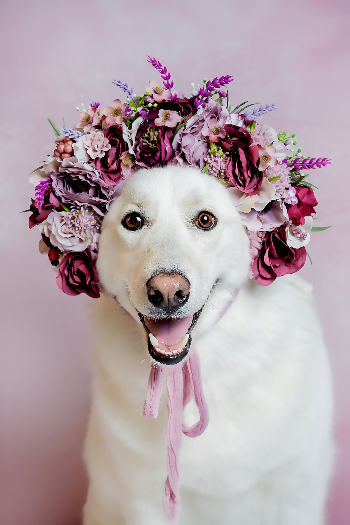 New Orleans Pet Photographer 48