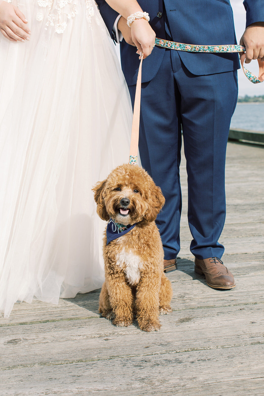 Dog Ring Bearer at Wedding