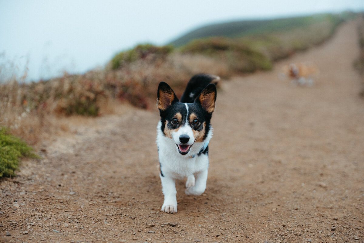 NicoleJKimPhotography_TanyaandRonnie_Elopement_MarinHeadlands_MarinCountyClerk8