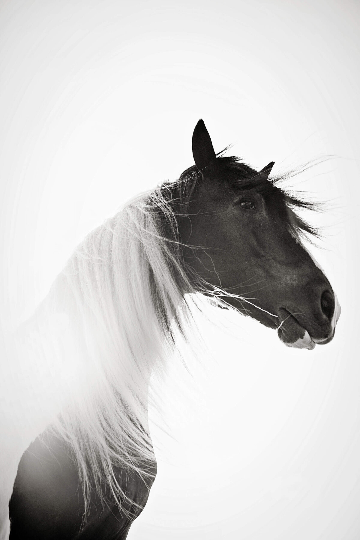 fine-art-horse-photography-saratoga-ny-2