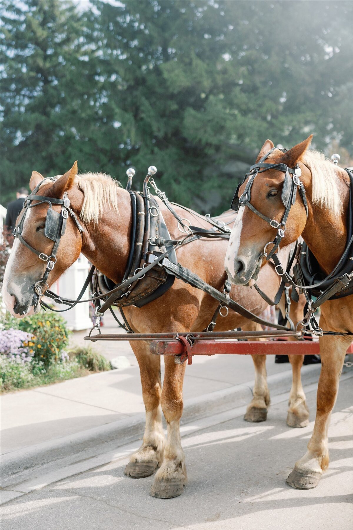 Horses waiting to take the wedding party to the ceremony on Mackinac Island, Michigan