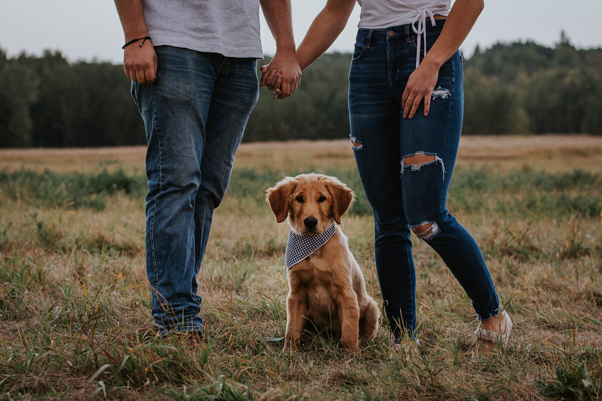 professional portrait photography puppy