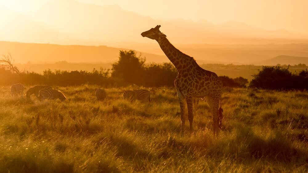 gondwana giraffe
