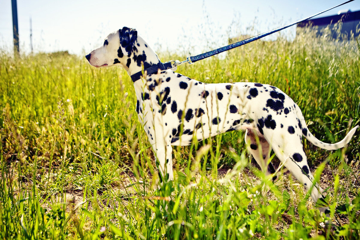 sacramento pet photographer, pet photographer sacramento, pet photos, pet photography, san francisco pet photos, pet photo sessions, pet photographer, pet photos sacramento, pet photos san francisco, family pet photos, family pet photo sessions