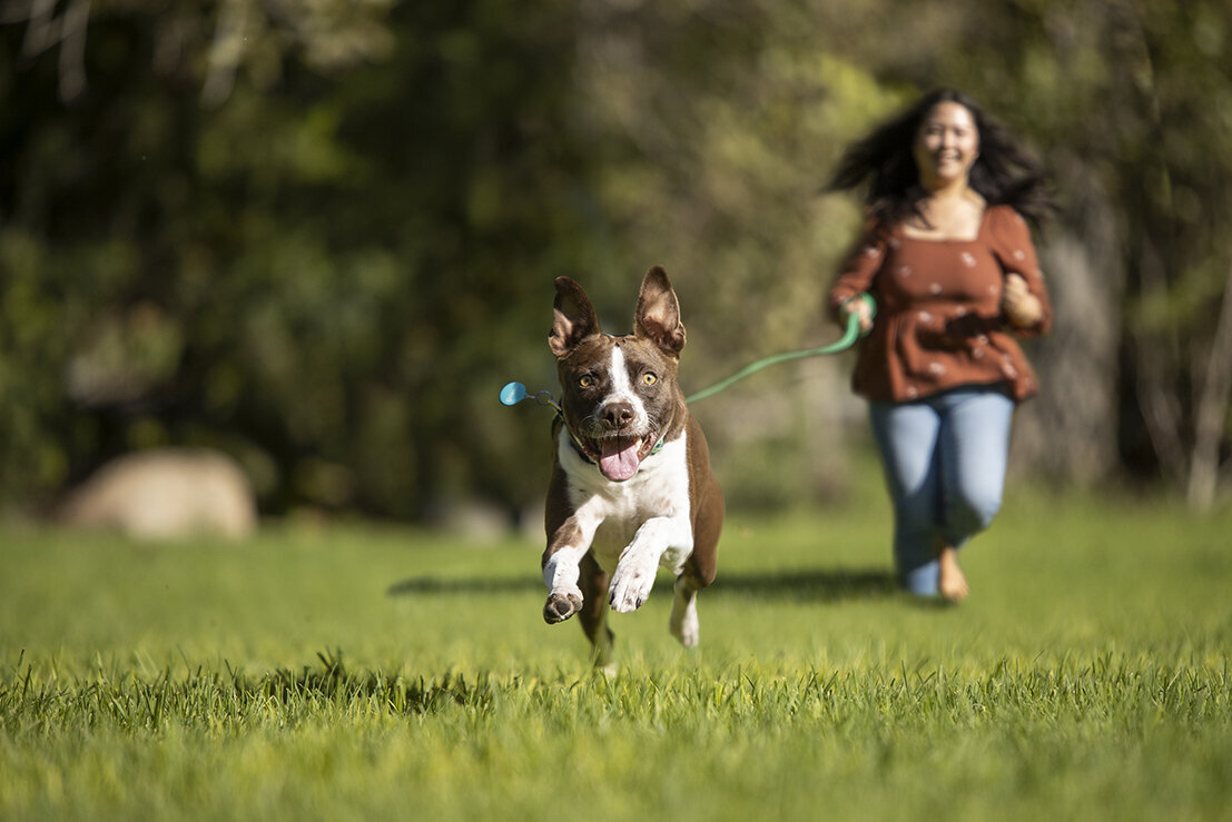 commercial-pet-photographer-action