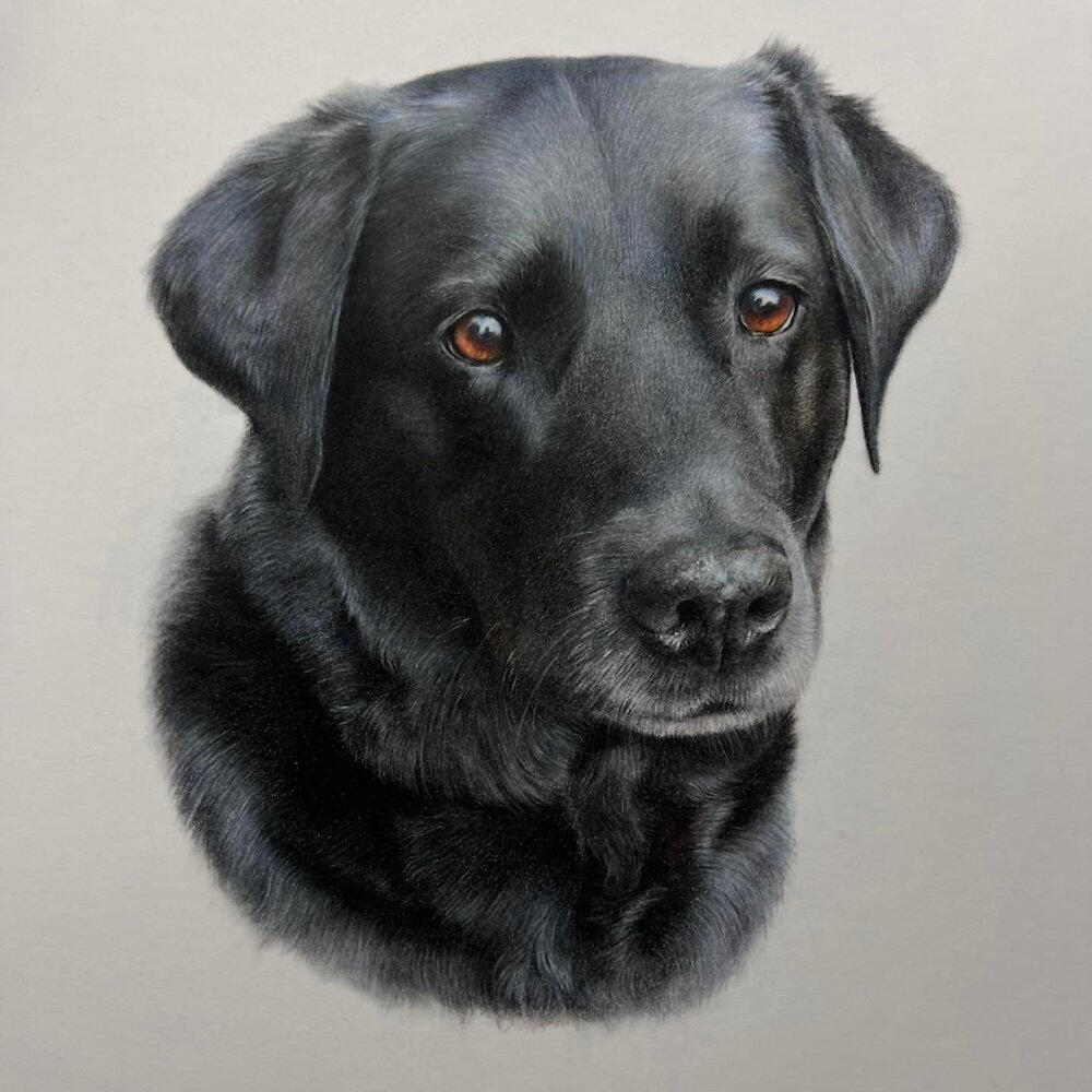 Black-Labrador----Coloured-Pencil-Pet-Portrait---Bonny-Snowdon-Fine-Art