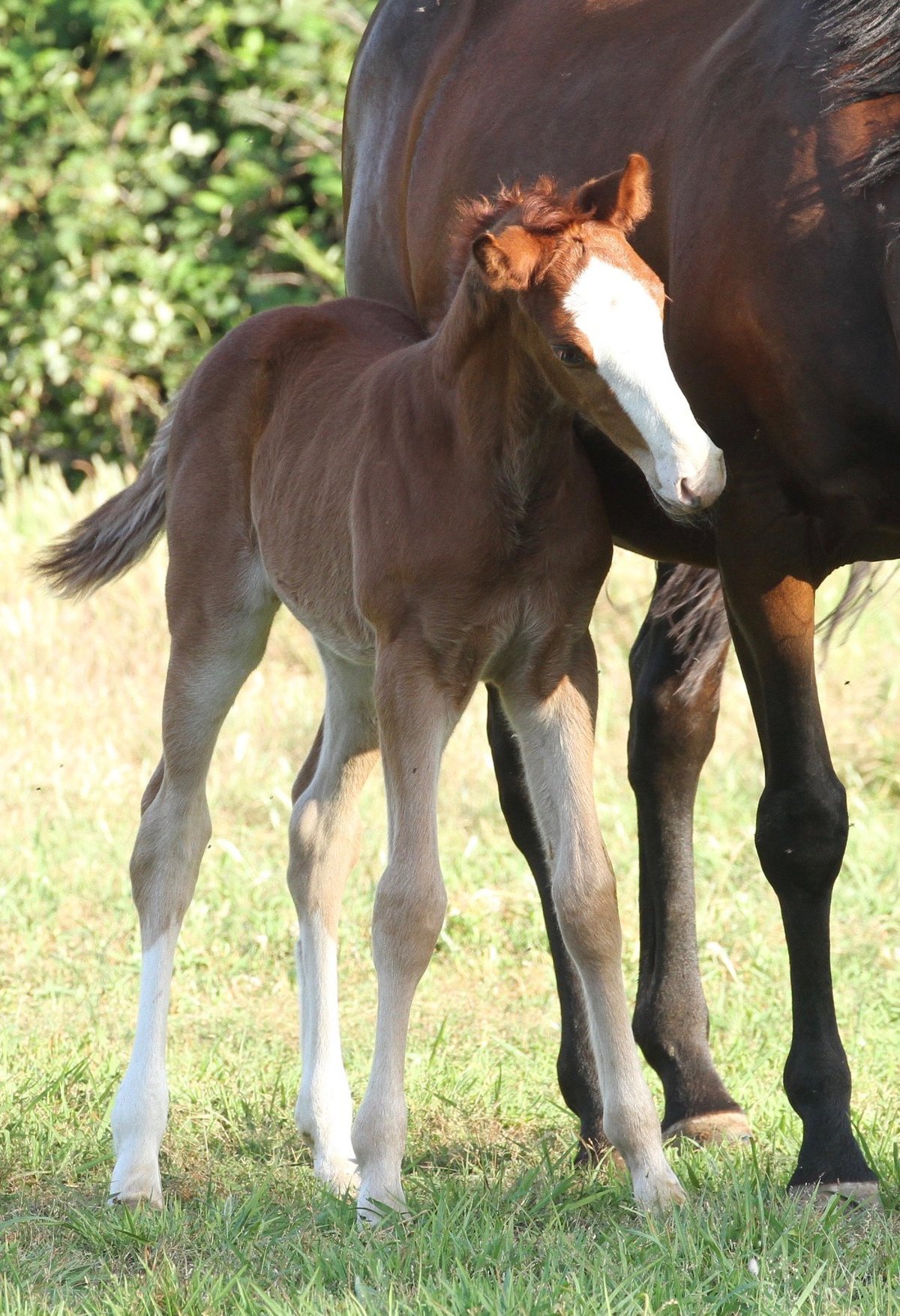 Chesnut Connemara Pony Filly