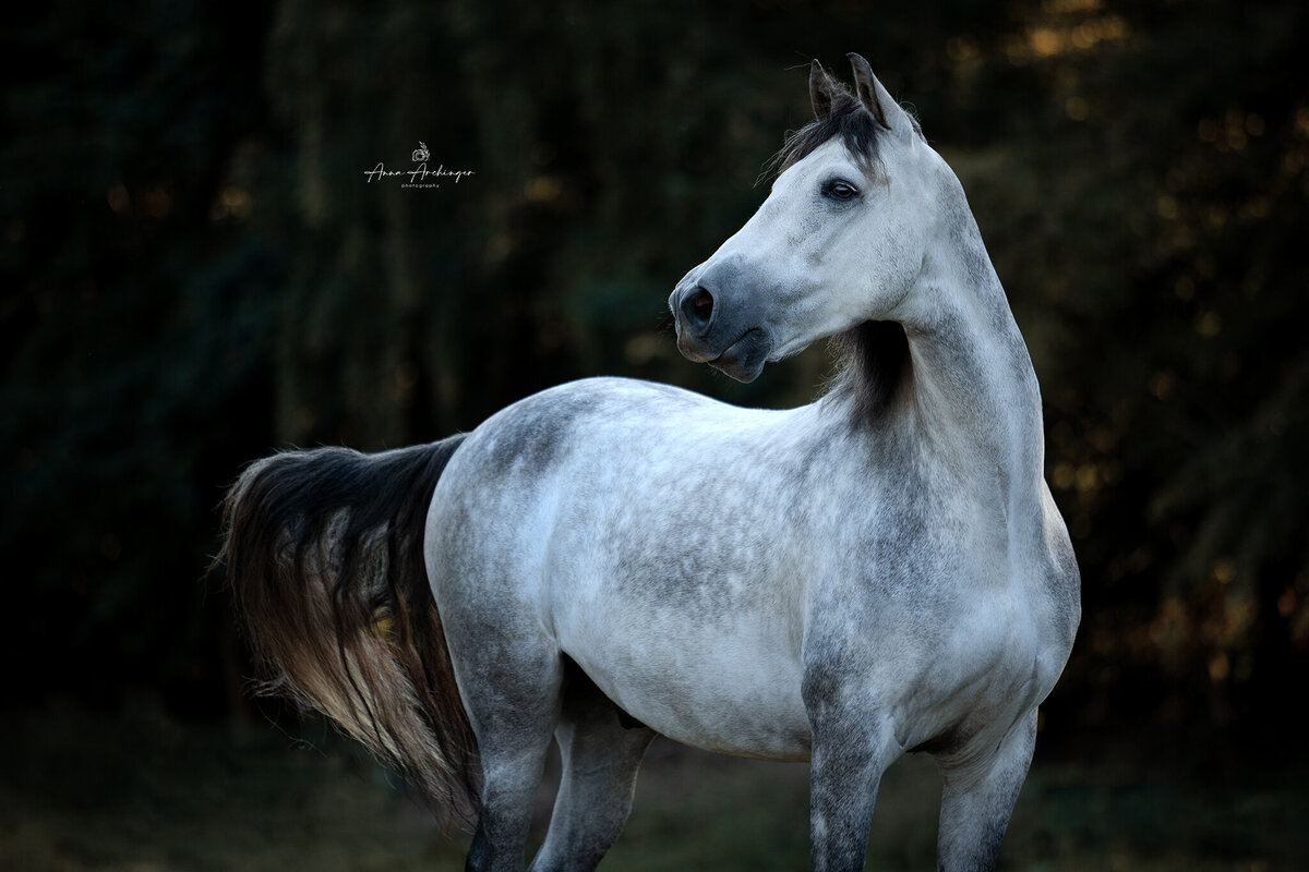 PRE Horse beautiful