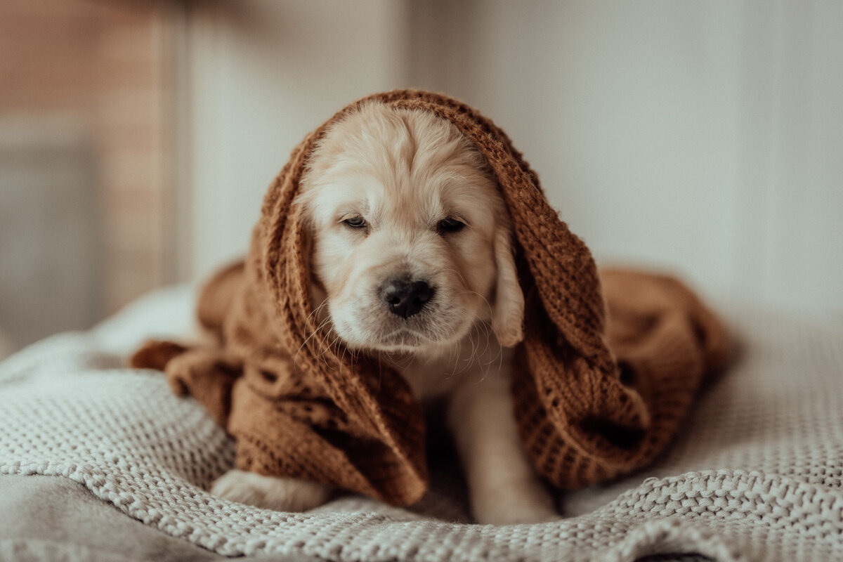 the-lifestyle-phodographer-perth-family-pet-photographer-gotcha00009