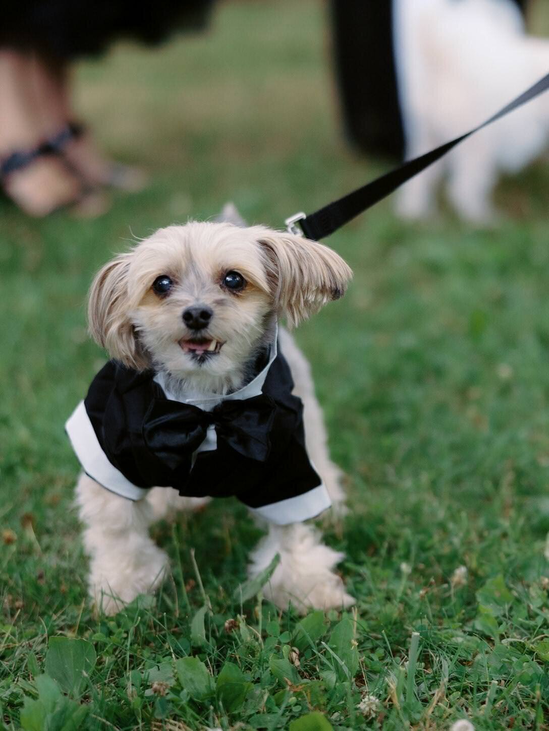 troutbeck-08-adorable-dog-dressed-in-tuxedo-at-wedding-at-troutbeck-jenny-fu-studio