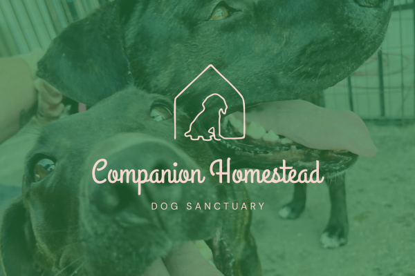 custom dog sanctuary website