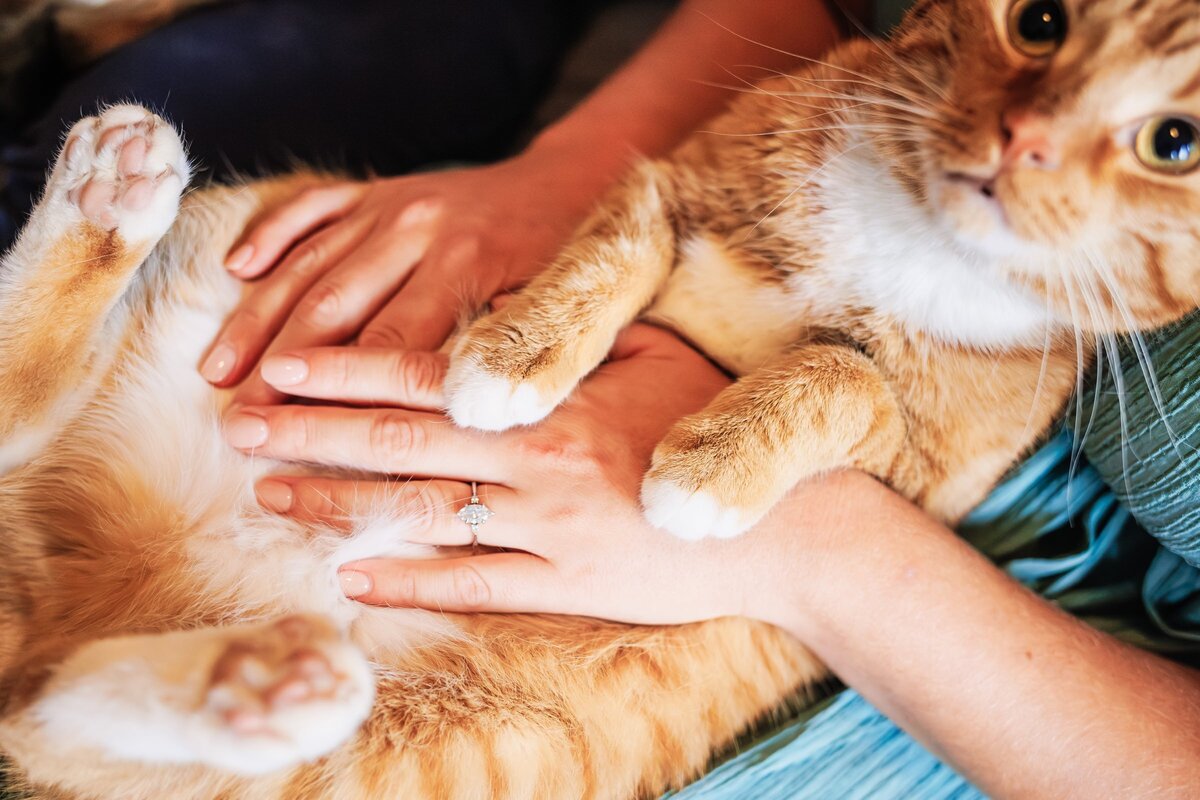 engagement-ring-photo-with-cat