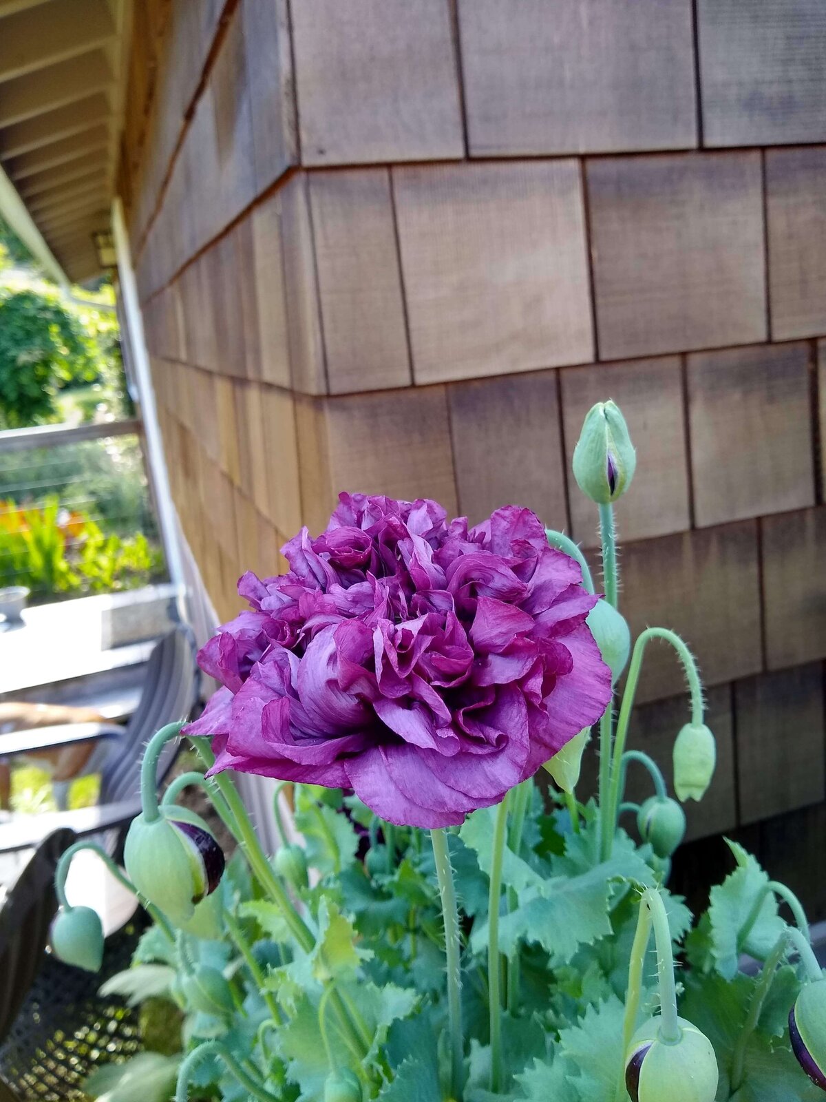 Purple poppy blooms against side of cottage.