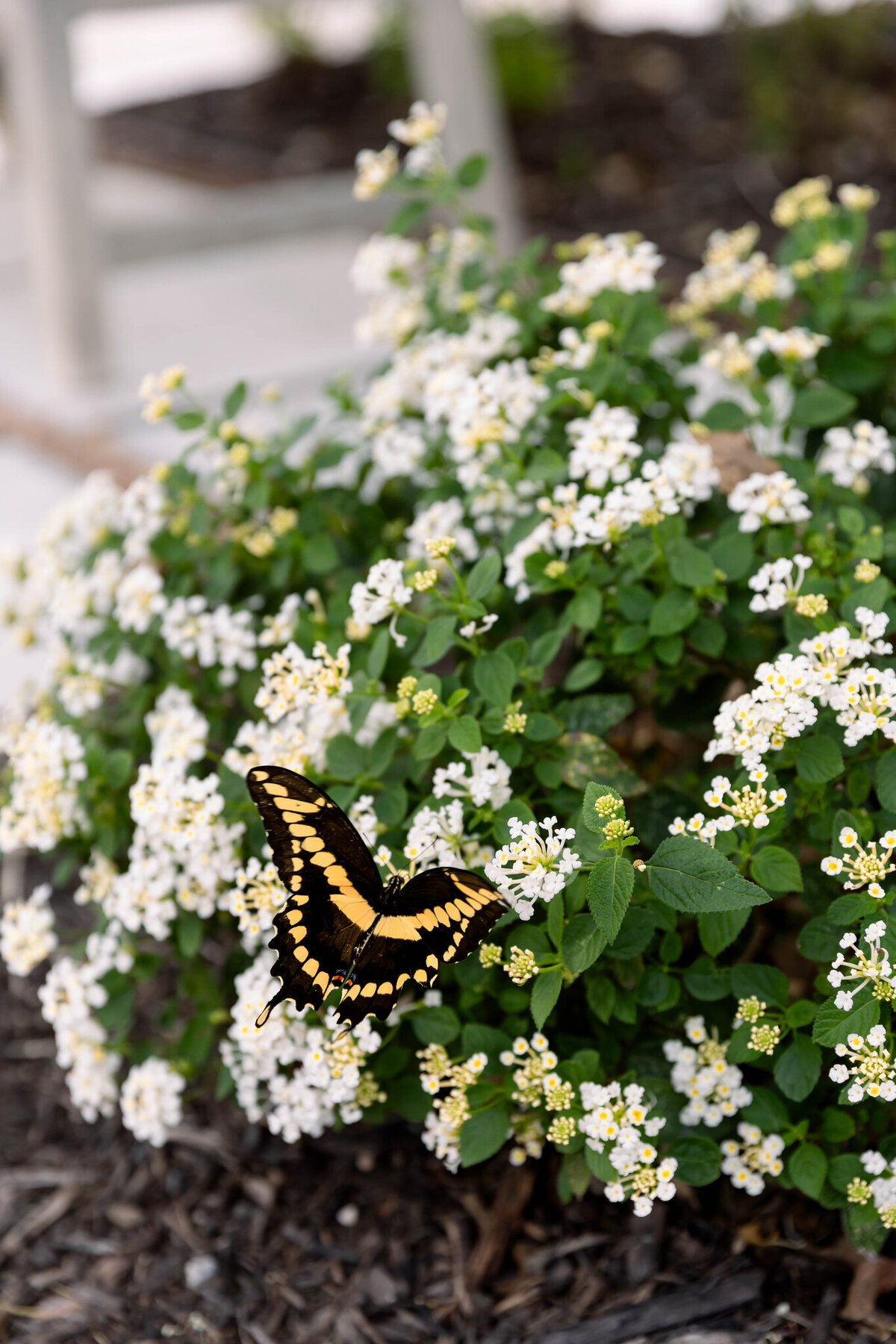 The Elegant Wedding Co._Sutton & Caden_Details-36_(2048)