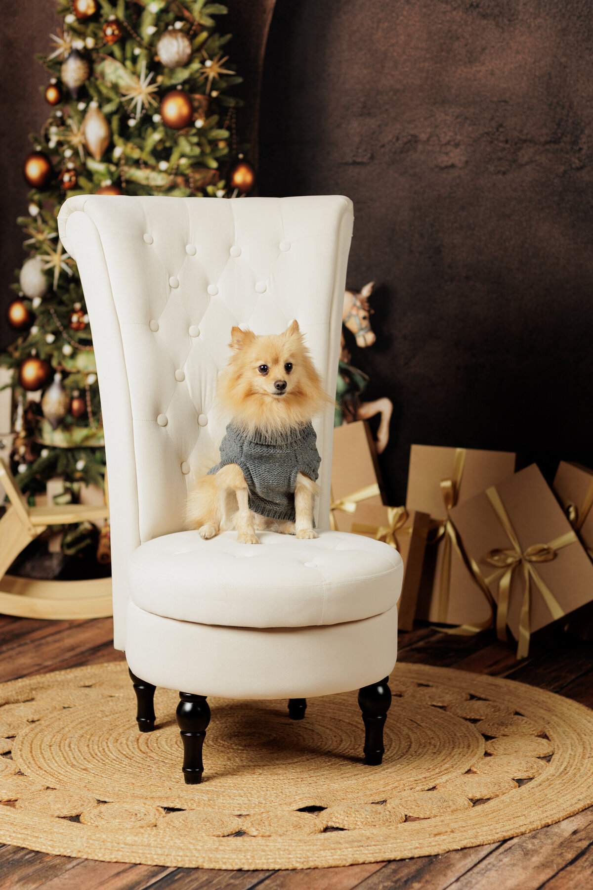 NW Arkansas pet photographer, dog photography NW Arkansas, pet photography near me