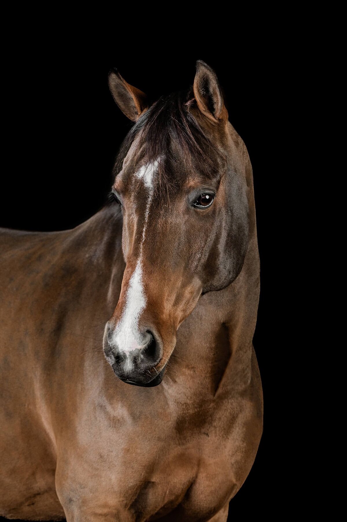 studio-portraits-of-horse