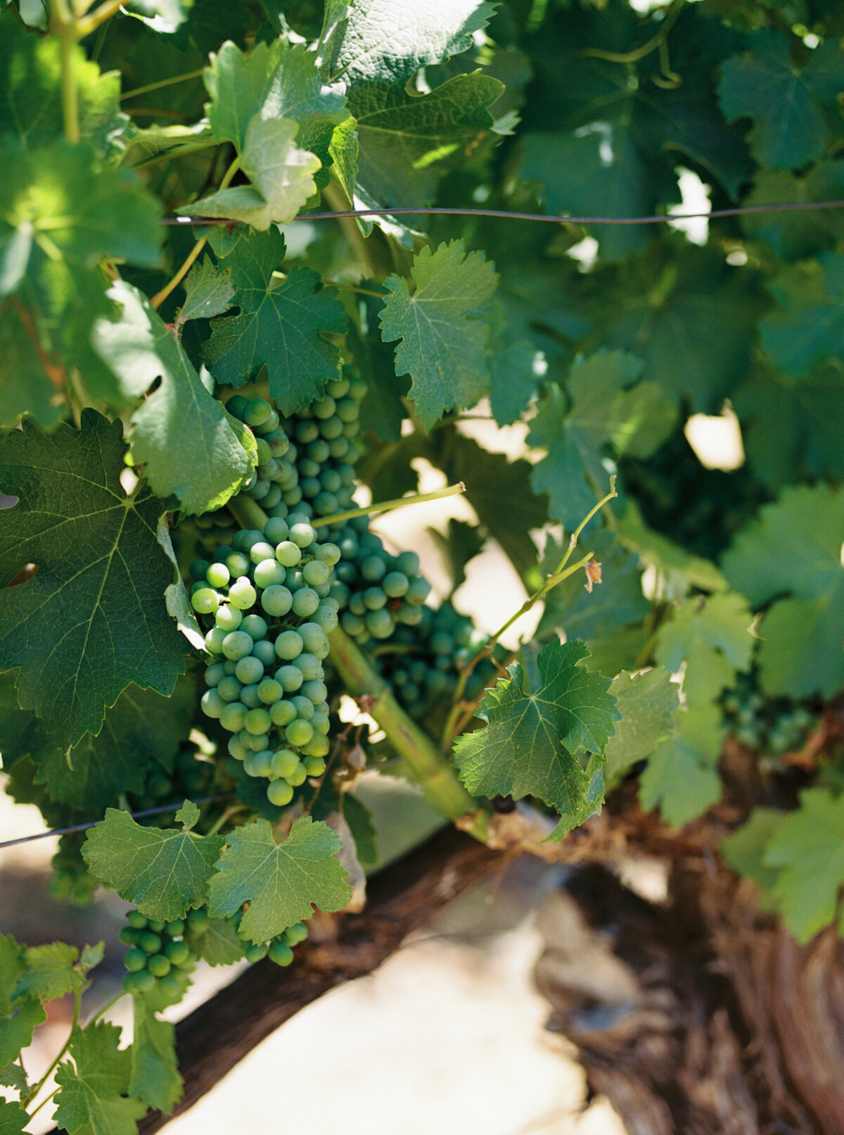 Lizzie Baker Photography _ Tori & Kevin Wedding _ 6.28.2025 _ California Wedding Photographer _ Sonoma Wedding Photographer _ California Winery Wedding Photographer-246