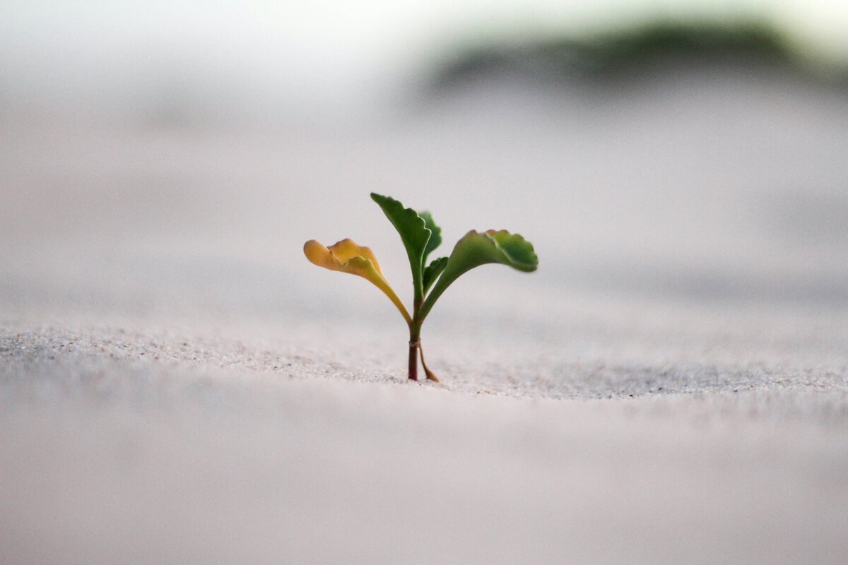 Green plant seedling in soft soil