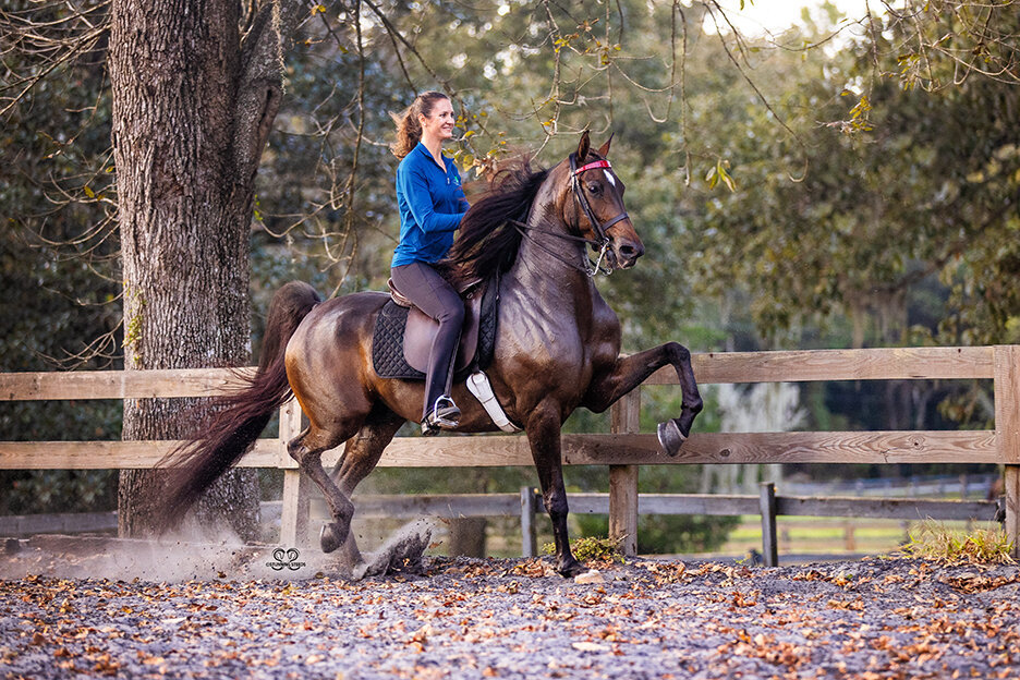 NSH stallion arabian horse