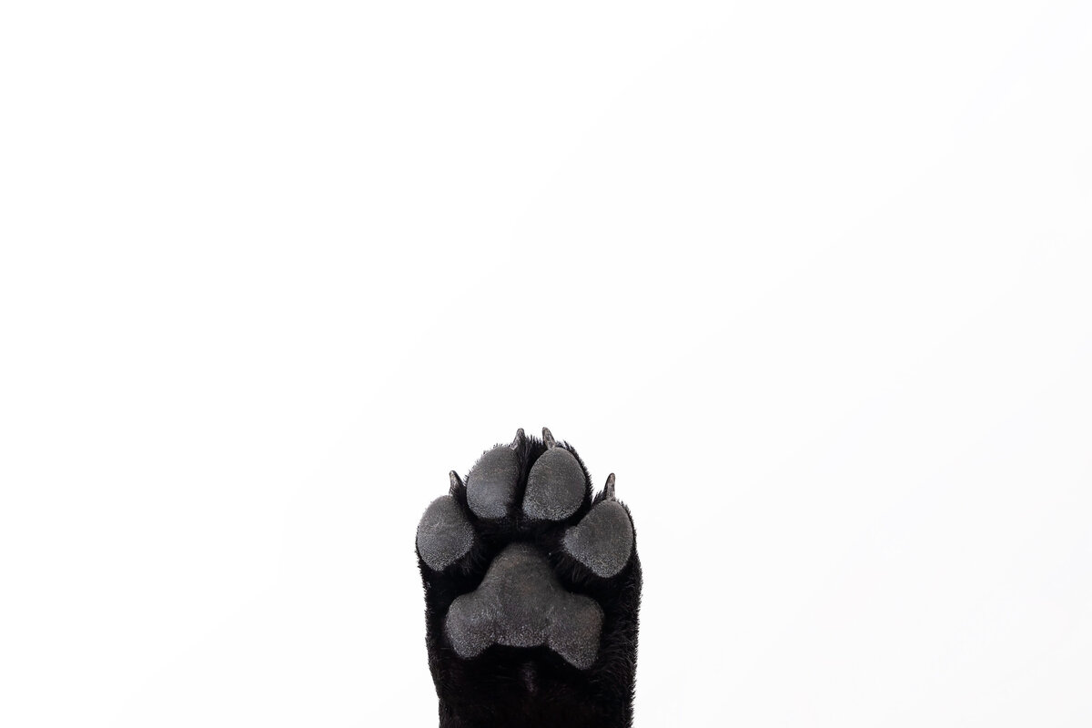 Pet Photographer Grand Junction -  300