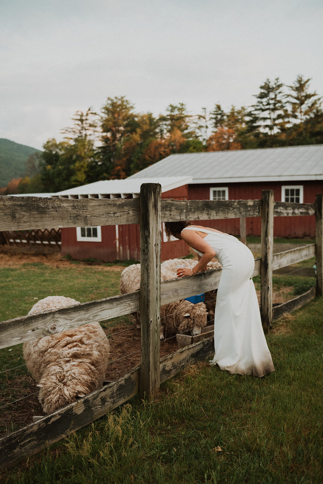 A Vermont wedding scene of a bride reaching through a fence to pet a sheep with a red barn in the background.