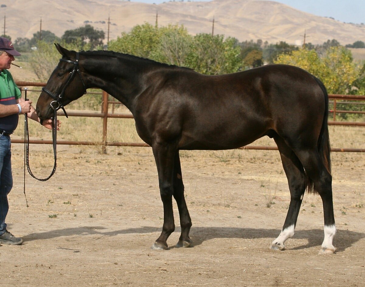 Connemara Pony Sired by R Blue Moon