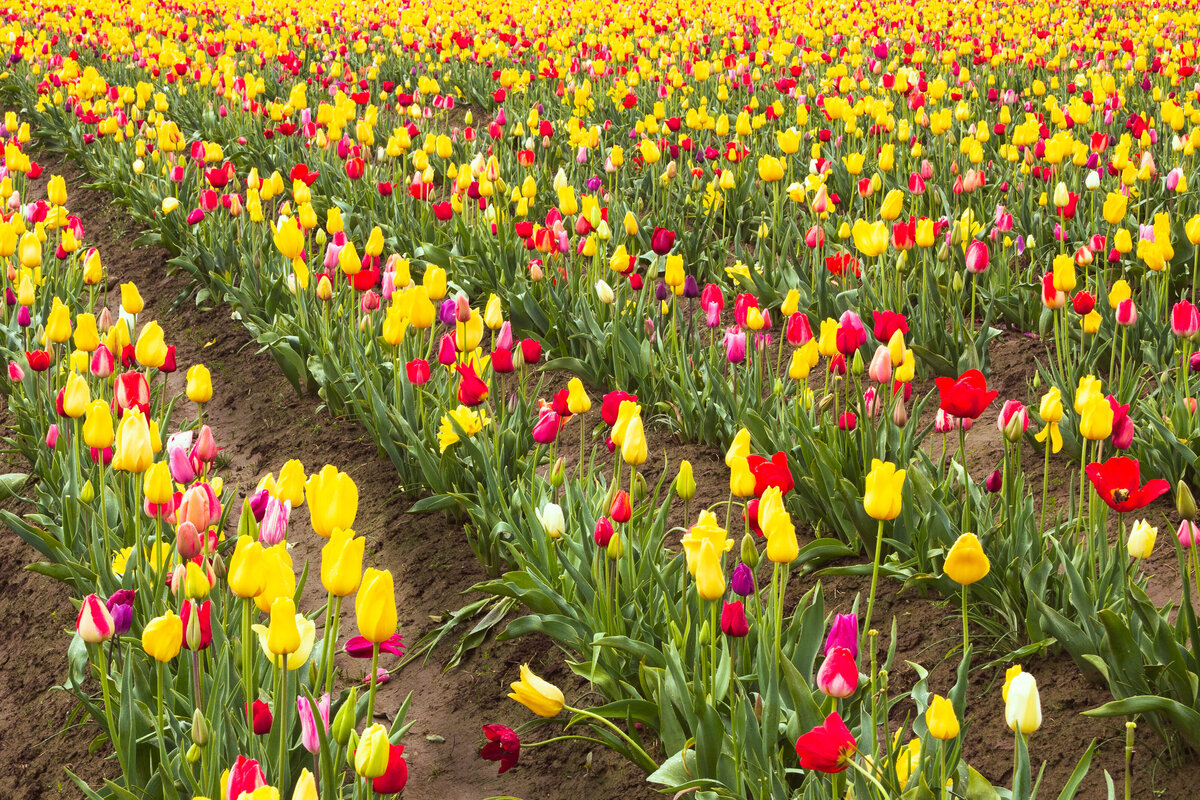 flower_tulips_0009_2