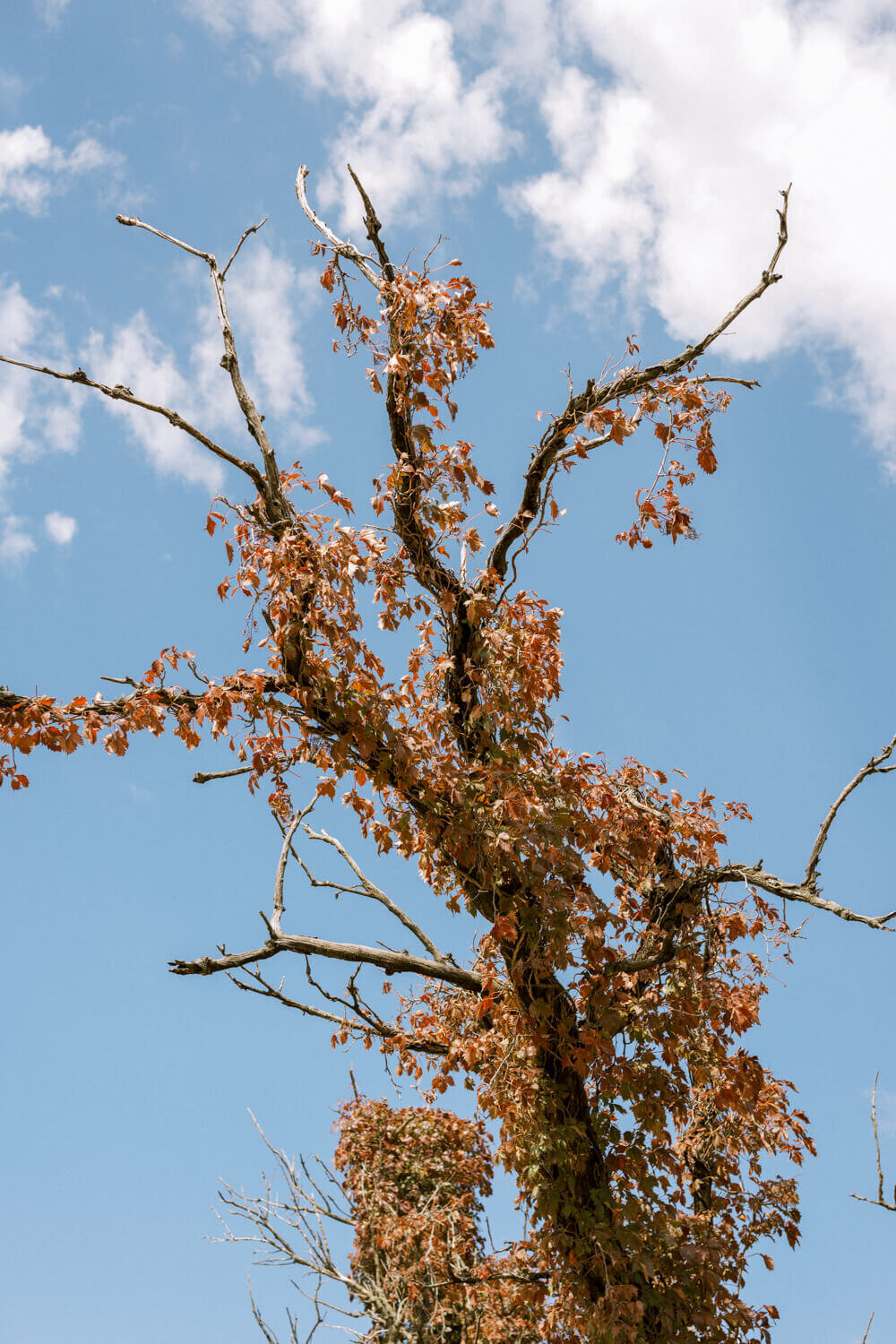 tree-with-autumn-leaves-under-blue-sky