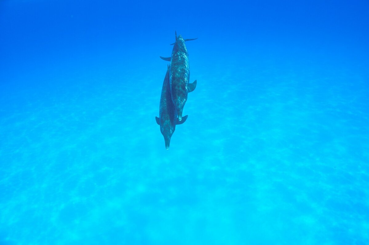 centered dolphins copy