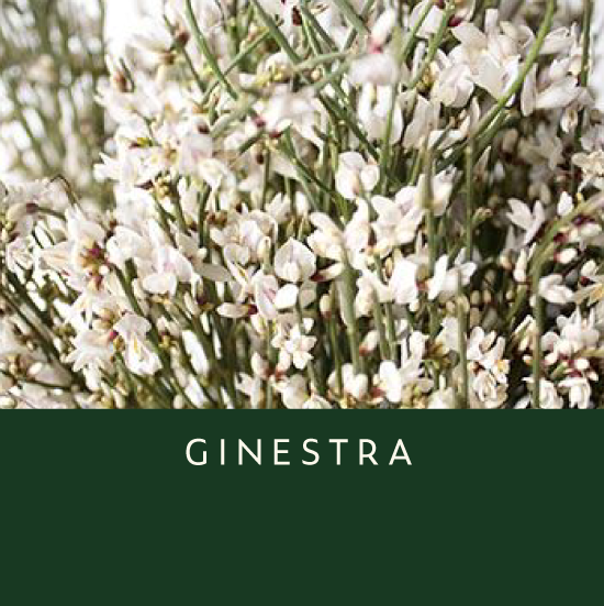 Ginestra