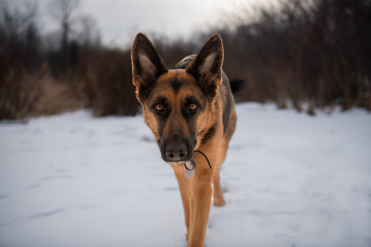 German Shepherd running in the snow in duluth, Minnesota. dog having a rainbow bridge photoshoot.