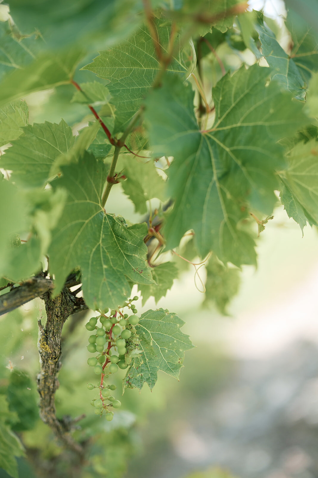 philadelphiaweddingphotographer-oliviacasey0081