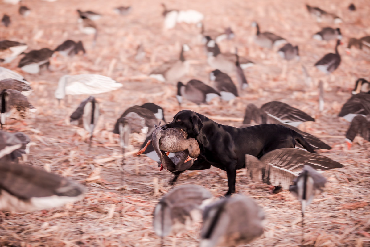 Central kansas duck hunting fowl plains -74