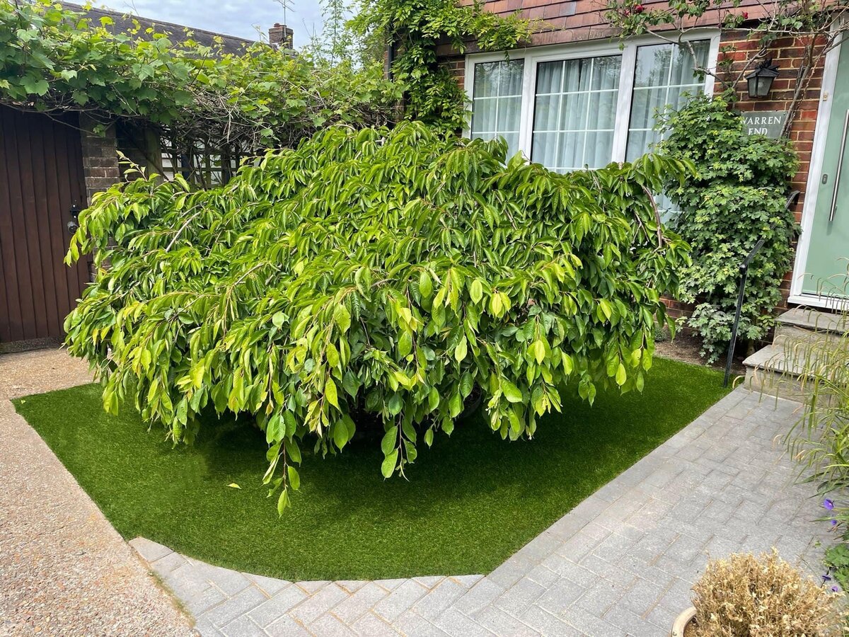 small grass