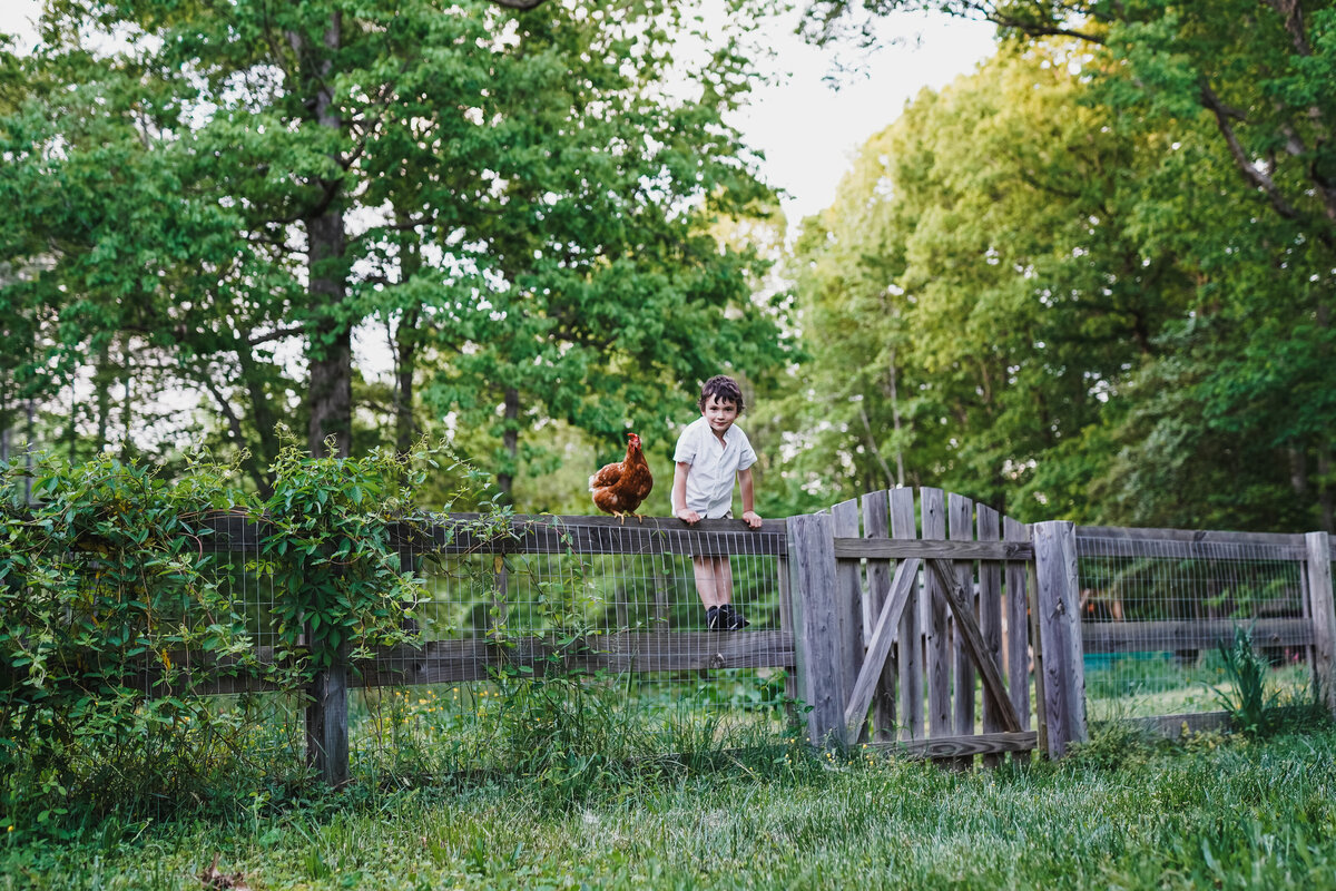 richmond-family-photographer-boy-and-achicken-on-a-fence