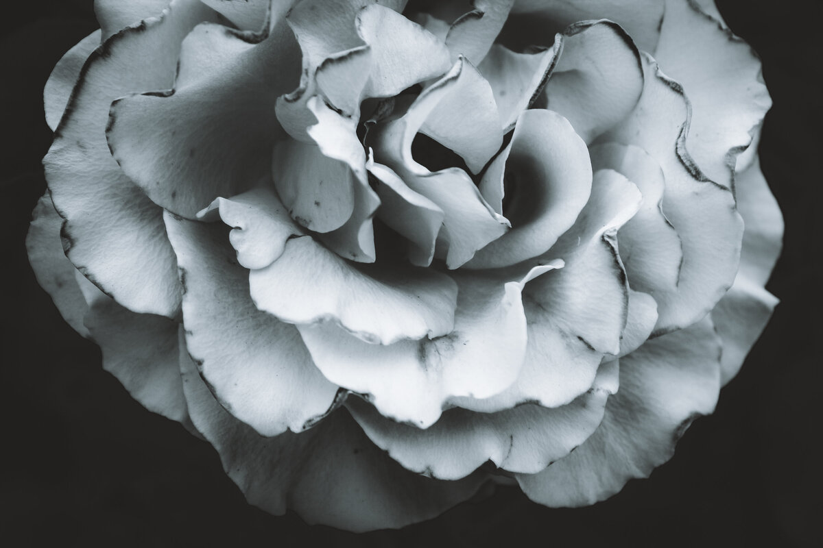 BlackWhitedramaticrosepetalnatureflowerphotography