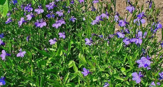 Lobelia_erinus