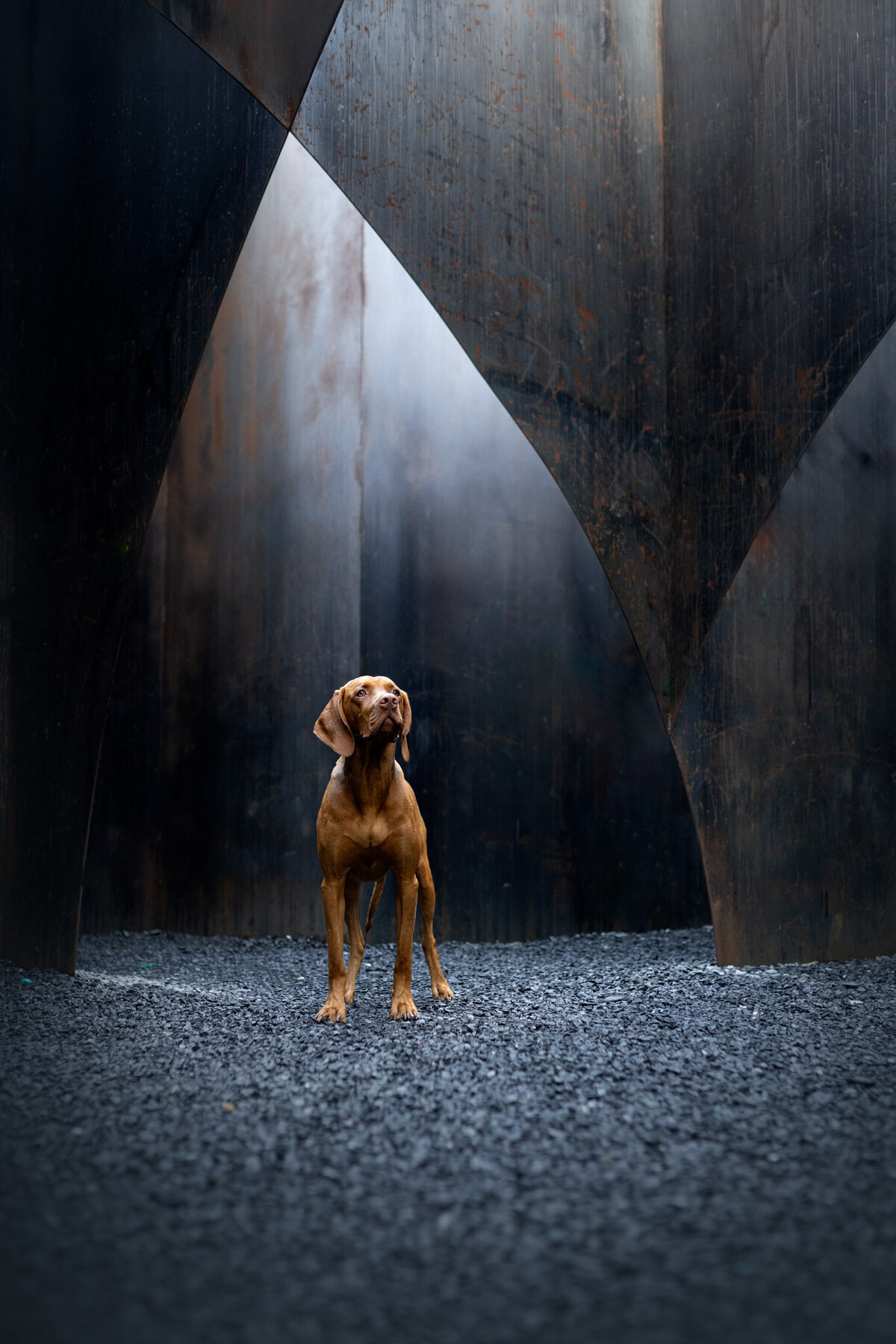 Hondenportret-Limburg-18