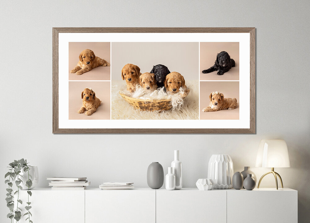 PRODUCTS_.MULTIAPERTUREFRAME)WALLART_PUPPIESPETSDOGS