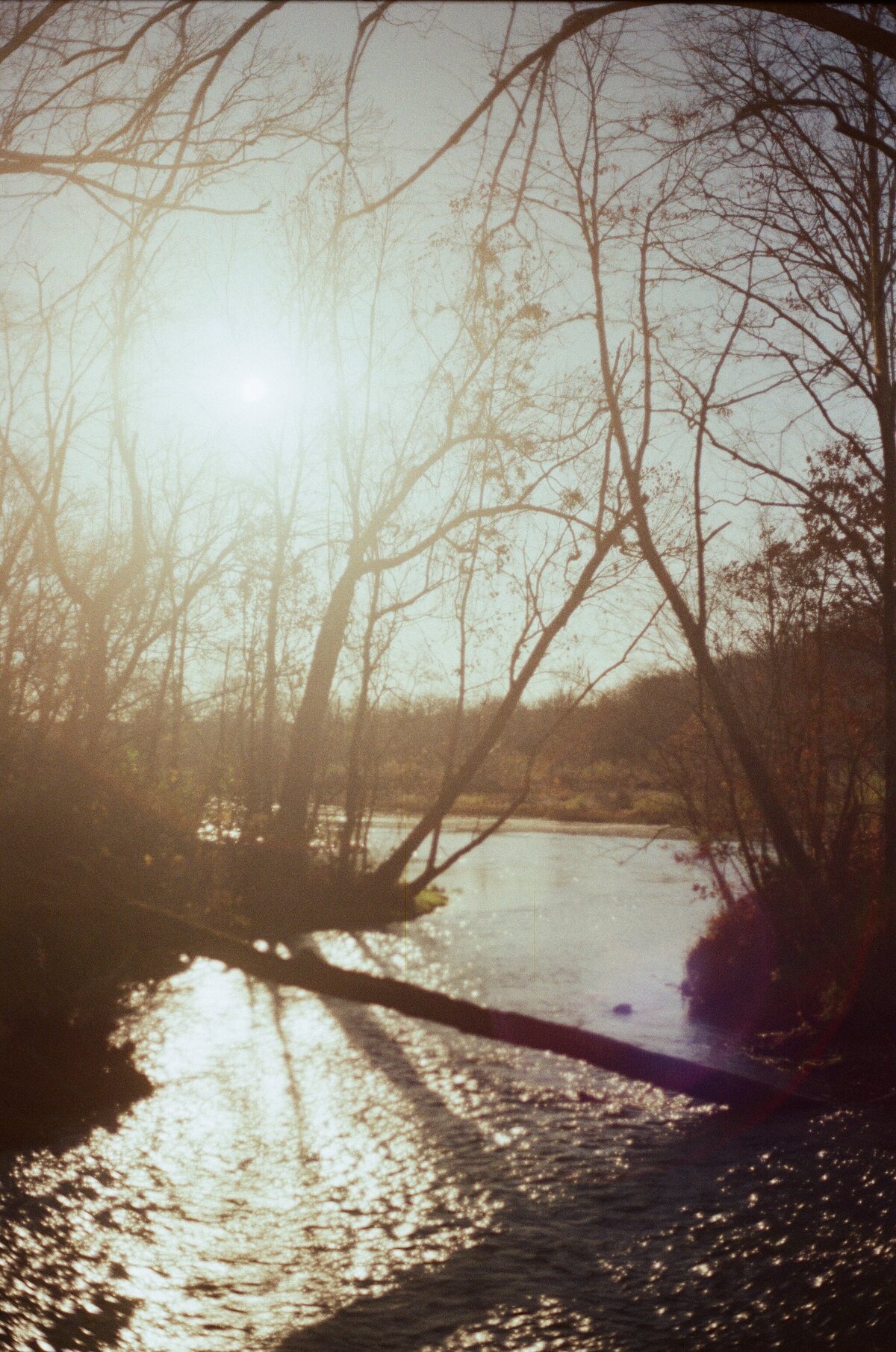 river and bare trees on film