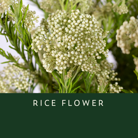 Rice-Flower