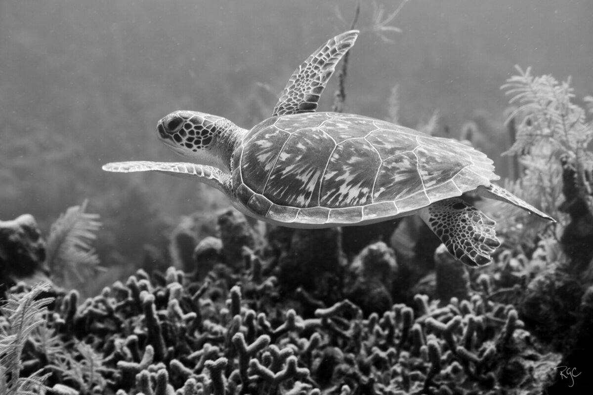 RGEORGE_2019_Roatan2019_5B9A0546_0287