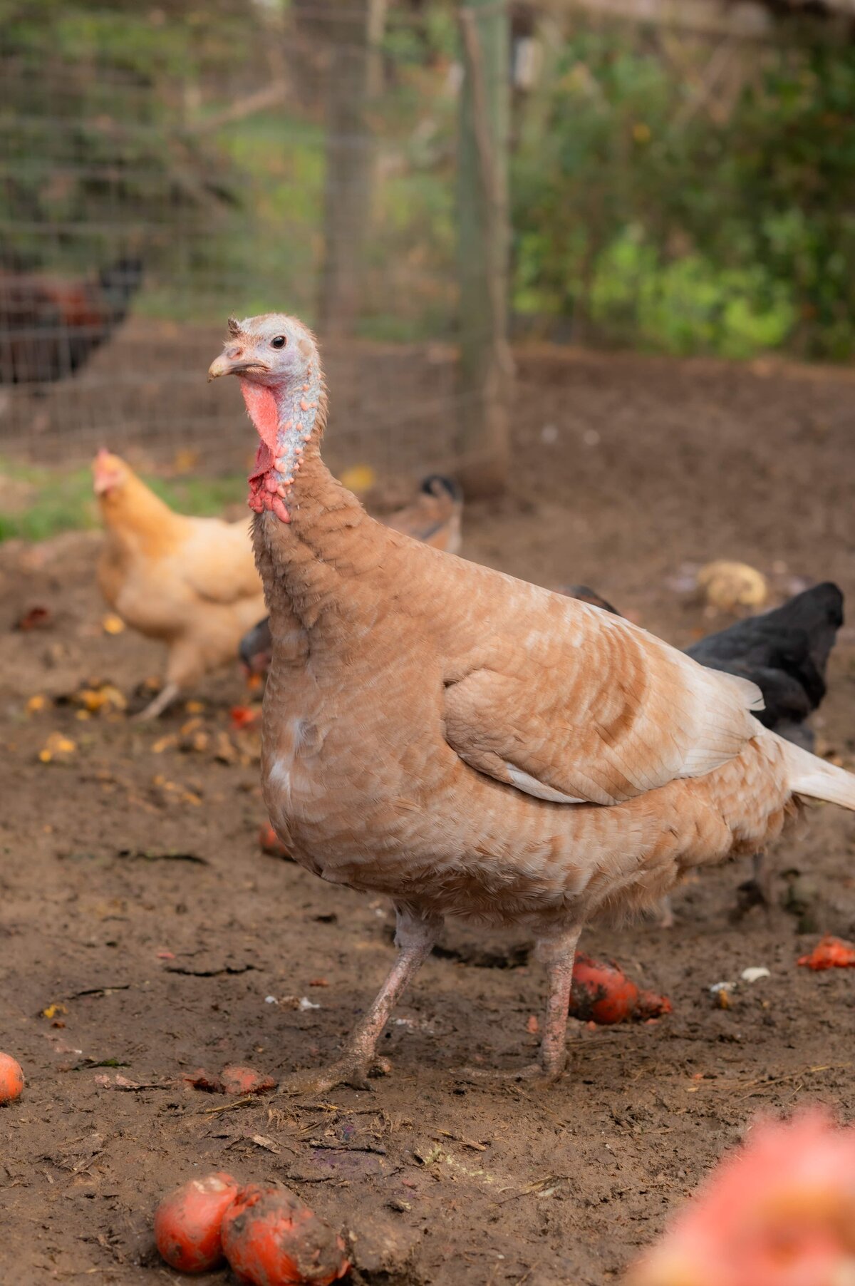 KristenVannPhotography-KelRaeFarm-headshots-25-5366