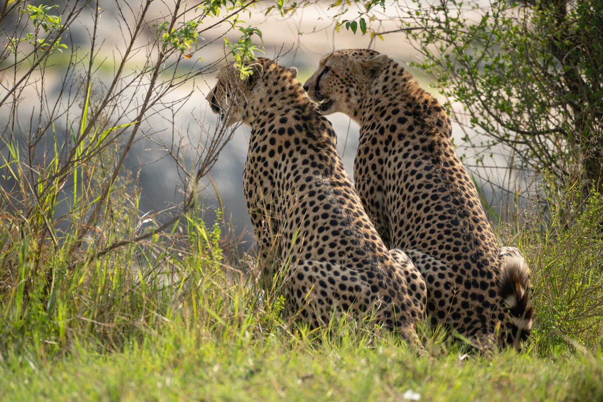 TAASA Safari (14)
