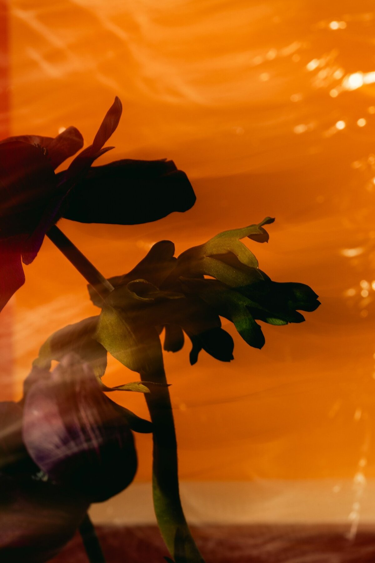 DTS_In_Focus_Daniel_Farò_Photos_ID4975