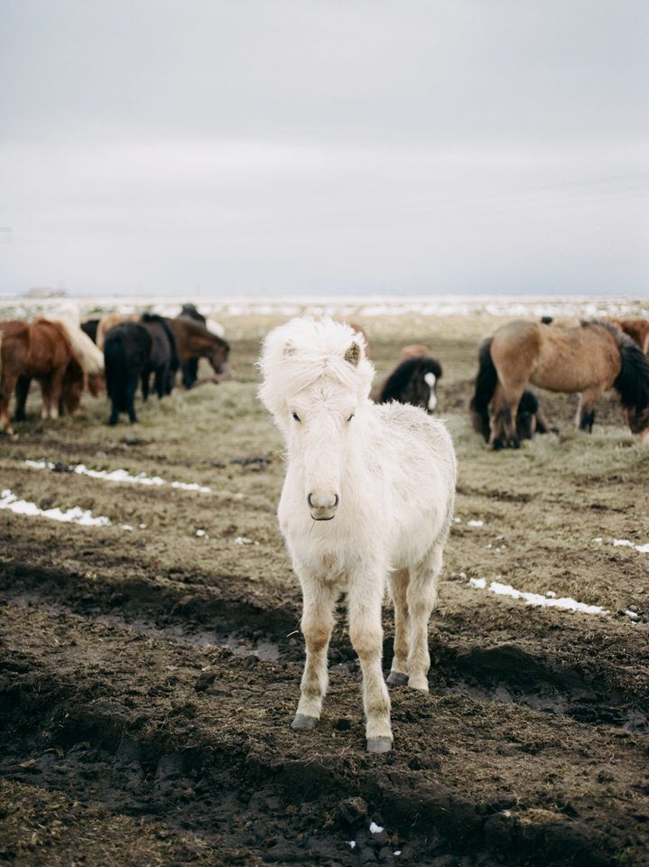 white icelandic horse