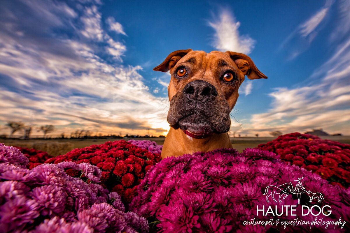 Inquisitive brown Boxer dog pops head out of pink mum flowers.