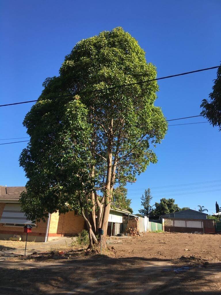 Evergreen Tree Services SA-Tree Removal-003