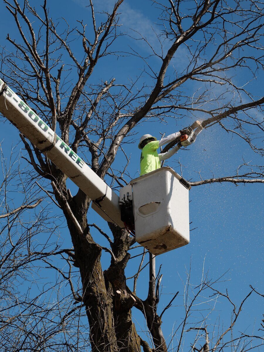 Jesse-James-Tree-Service-Kearney-MO-44