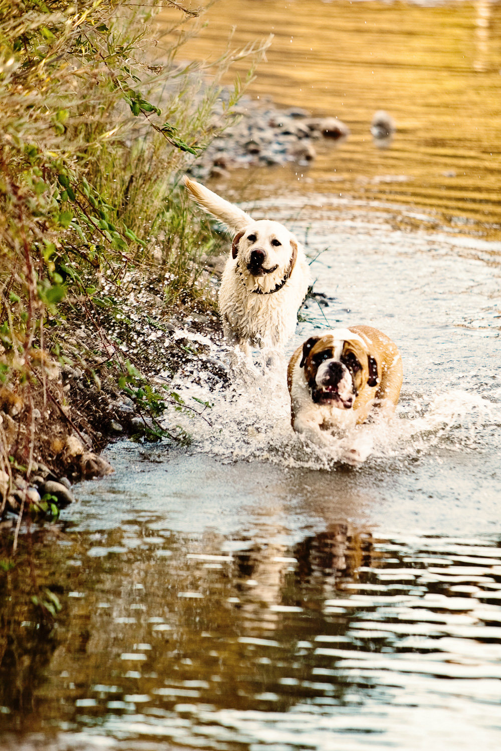 sacramento pet photographer, pet photographer sacramento, pet photos, pet photography, san francisco pet photos, pet photo sessions, pet photographer, pet photos sacramento, pet photos san francisco, family pet photos, family pet photo sessions